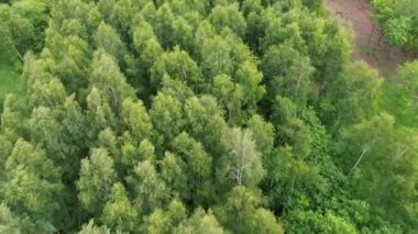 Ormanın vahşi doğası tepeden tırnağa görünüyor. canlı yeşil.