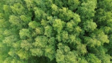 Yoğun yeşil ormanın gökyüzü perspektifi