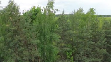 Yoğun Orman Manzaralı Hava Perspektifi