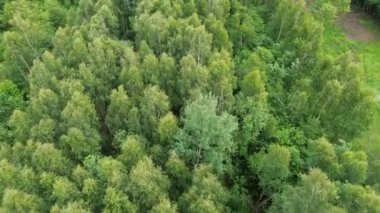 Ormanın vahşi doğası tepeden tırnağa görünüyor. canlı yeşil.