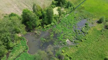 Ormandaki Biyolojik Çeşitlilik Bataklığı