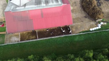 İnekleri ve kırmızı ahırı olan bir çiftlik.