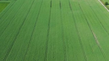 Bereketli yeşil ekinlerle güneşli kırsal alanların hava görüntüsü.