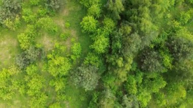 Yukarıdan yeşil orman manzarası