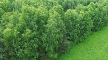 Yazın Yukarısından Yeşil Huş Ağaçları