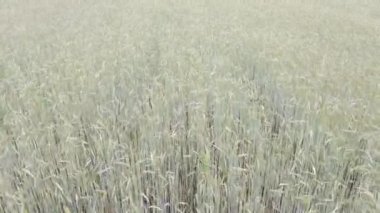 Tarladaki Buğday Ürünleri Neredeyse Hasata Hazır