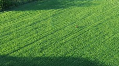 Çimen, bitki ve doğa.