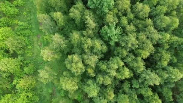 Forêt verte luxuriante vue du ciel