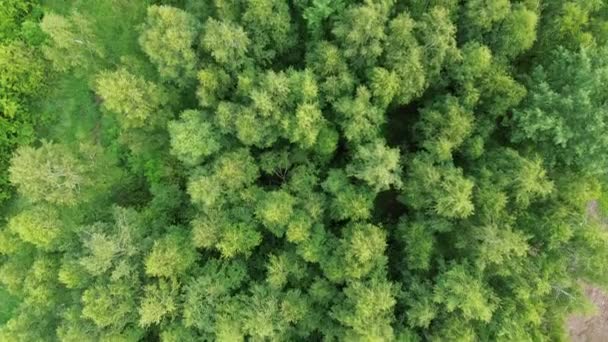 Vibrant paysage forestier vert vue aérienne