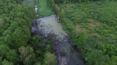 Bataklık ve Göl 'le Bataklık Ekosistemi