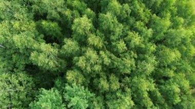 Yukarıdan yeşil orman manzarası