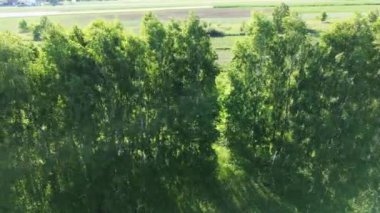 Havadan Çekilen Ağaçların Yaz Tepesi