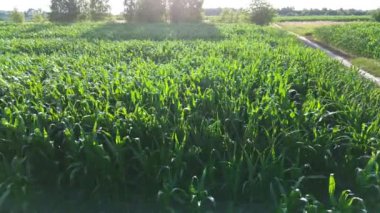 Yemyeşil mısır tarlasının hava görüntüsü