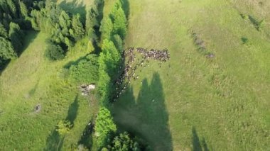 Çimen tepesinde otlayan koyunlar görünüyor.