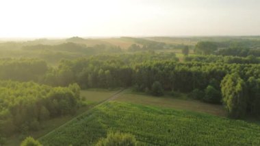 Orman sabah sisi ve havayla örtülüydü.