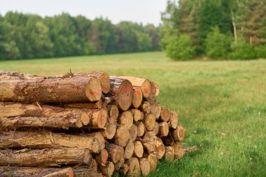 Ormanın Kalbinde Ahşap Yığını