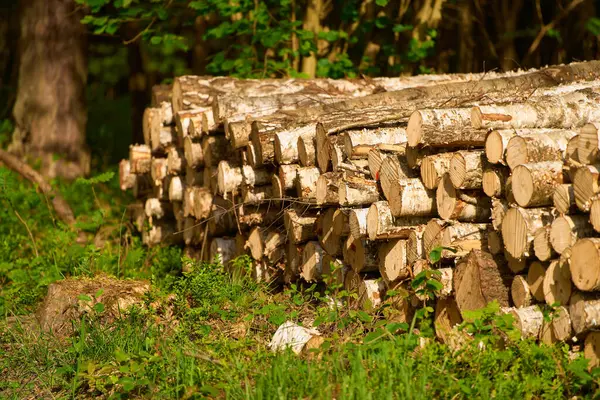 Stock image Forestry Work in Vast Countryside