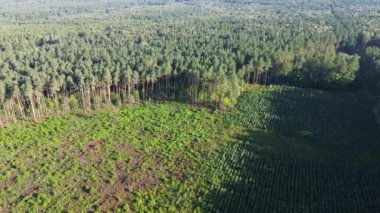 Açık Araziyi Dolduran Genç Ağaçlar