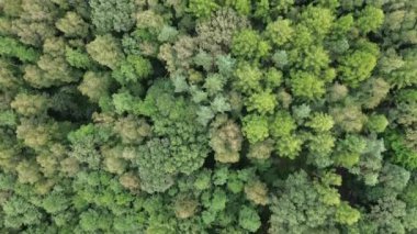 Orman ağaçlarının hava manzarası