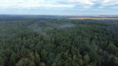 Sisli ormanlık tepe örtüsünün sakin manzarası