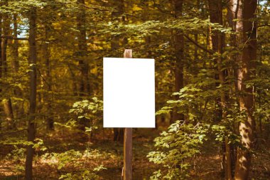 Yeşil ormanda tahta direkli boş tabela
