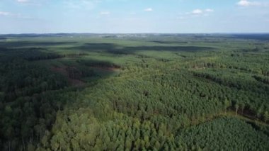 Açık Alandaki Çam Ağaçlarının Yeniden Büyümesi