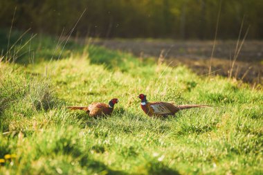 Yeşil çimenlerde yürüyen canlı tüylü sülünler.