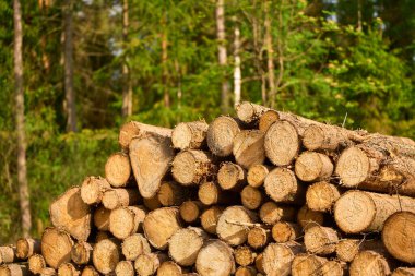 Ağaç Gövdesiyle çevrili Tahta Yığını