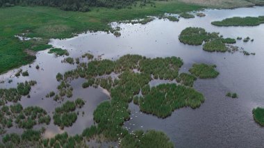 Birds flying over wetland pond in forest clipart