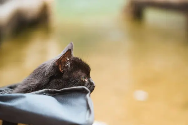 stock image Black cat in backpack with water view