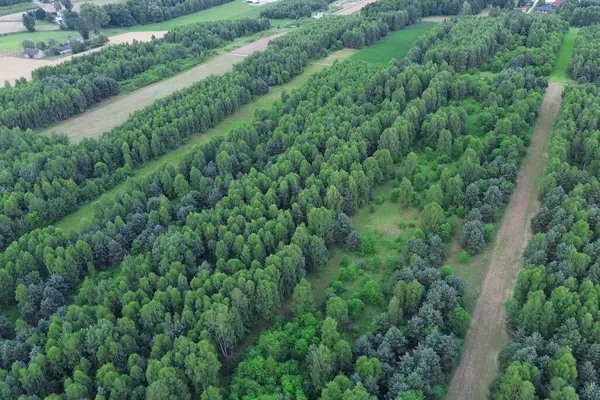 stock image Top-down view of forest canopy