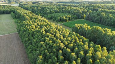 Geniş orman arazisinin havadan görünüşü