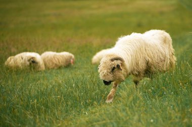 Yeşil tarlada yünlü koyunlar