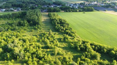 Açık Uzayda Ormanın Erken Gelişimi