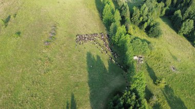 Yeşil çayır üzerinde koyun sürüsünün drone çekimi