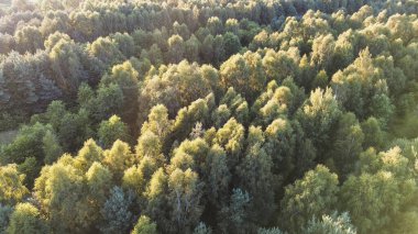 top view of summer green trees in forest clipart