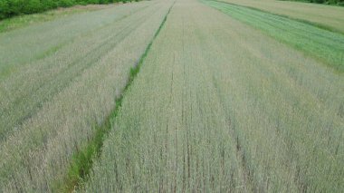 Olgun buğday tarlası hasat için hazır.