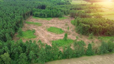 Yeşil ormandaki ormansız bir bölgenin en üst görüntüsü.