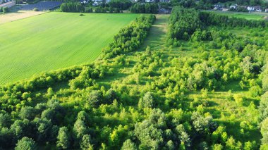 Terk Edilmiş Tarım Alanında Yeni Bir Orman