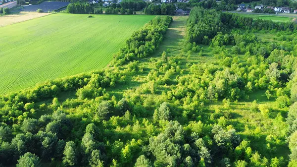 Terk Edilmiş Tarım Alanında Yeni Bir Orman