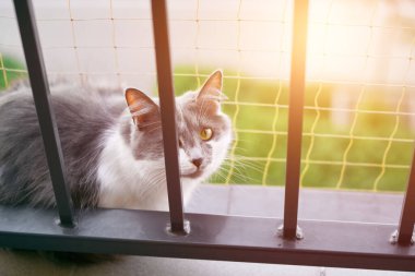 Secure Net and Gray Cat on Balcony Ledge