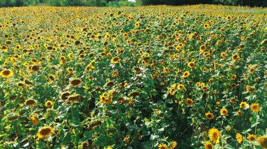 Çiçek açan ayçiçeği tarlası Odaklanmış bir çiçekle