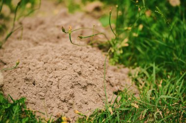 Çimenli ve çiçekli taze köstebek yuvası