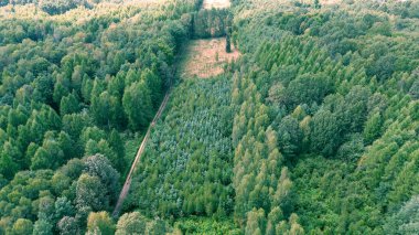 Kendini Yenilendiren Orman İnsansız Hava Aracı Görünümü