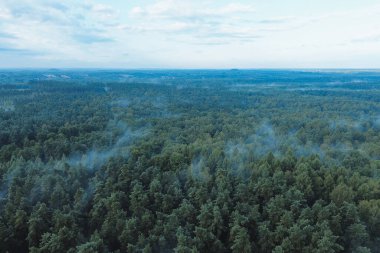 Sisi olan yemyeşil ormanın havadan görünüşü