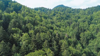 Parlak sabah güneşiyle dağ orman parkının drone görüntüsü