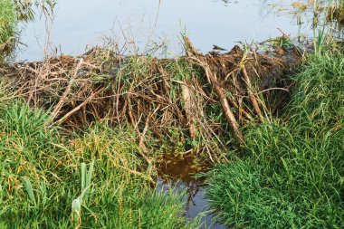 Ormandaki ağaç gövdesini kunduz ısırır.