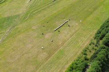 Yeşil bir tarlada otlayan inekler