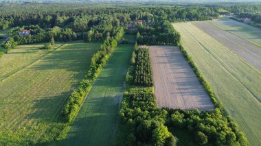 Orman ve çimenlik alanların manzaralı yaz manzarası