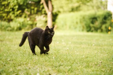 Bahçede çimenli arka planda yürüyen kara kedinin yakın çekimi
